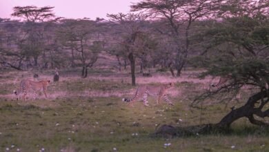 cosmic journey through dimensions