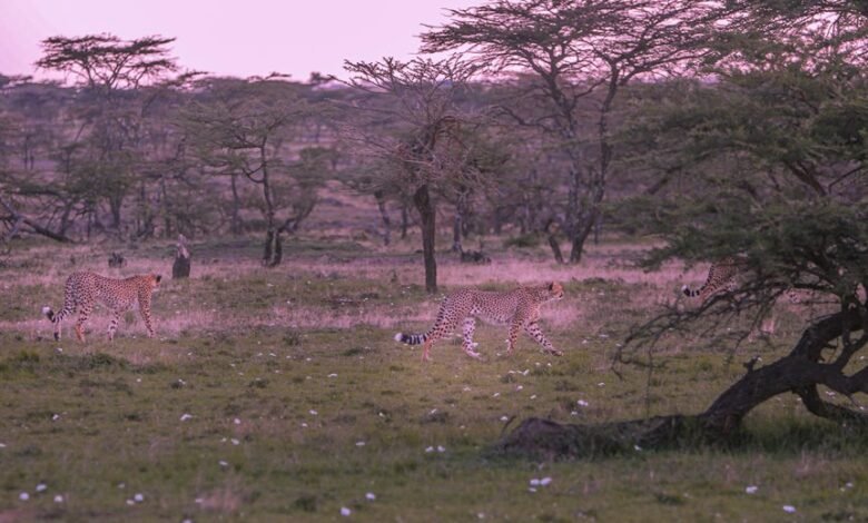 cosmic journey through dimensions