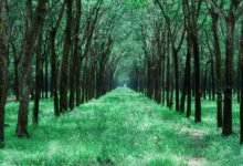 traffic expansion growth guide