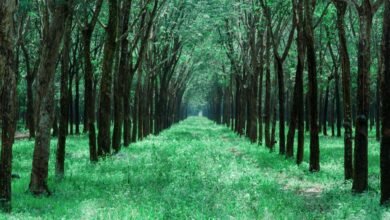 traffic expansion growth guide