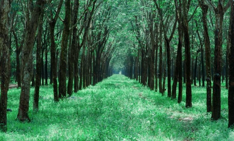 traffic expansion growth guide